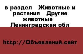  в раздел : Животные и растения » Другие животные . Ленинградская обл.